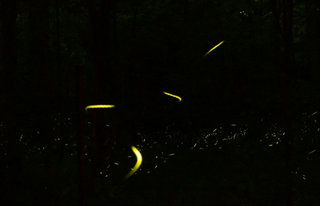 Illustration for article titled got freaked out by a fire fly
